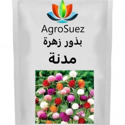 بذور زهرة مدنة للزراعة المنزلية من AgroSuez